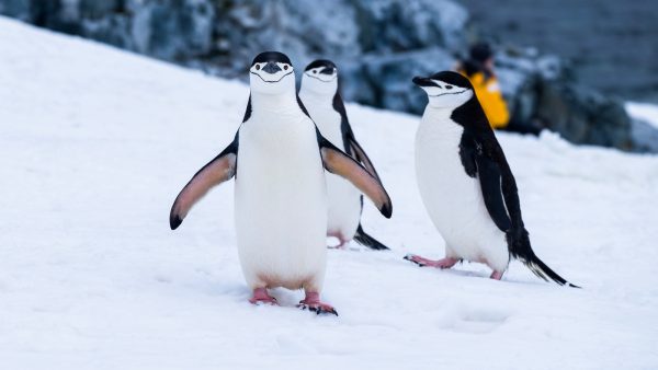 pingouins croisière antarctique